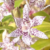 Tricyrtis hirta 'Albomarginata'